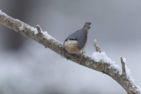 Photo for Sitta europeae European nuthatch perched on a snow covered branch in close view - Royalty Free Image