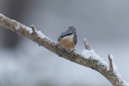 Photo for Sitta europeae European nuthatch perched on a snow covered branch in close view - Royalty Free Image