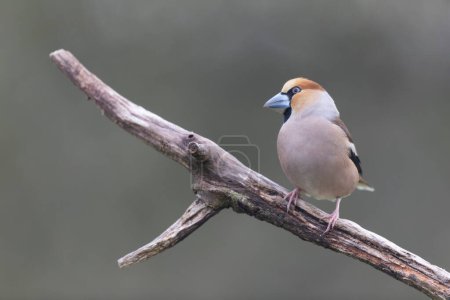 Photo for Common European Hawfinch Coccothraustes coccothraustes on deaed branch in close view in woodland - Royalty Free Image