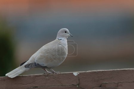 Photo for Eurasian collared dove Streptopelia decaocto in close view - Royalty Free Image