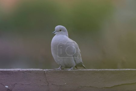 Photo for Eurasian collared dove Streptopelia decaocto in close view - Royalty Free Image