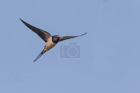 Photo for Barn Swallow Hirundo rustica in flight or perched - Royalty Free Image