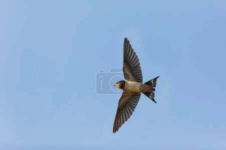 Photo for Barn Swallow Hirundo rustica in flight or perched - Royalty Free Image
