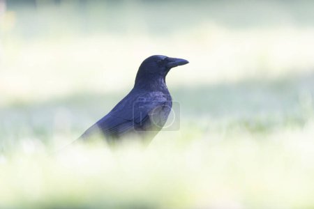 Photo for Corvus corone Carrion crow in close view - Royalty Free Image