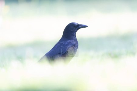 Photo for Corvus corone Carrion crow in close view - Royalty Free Image