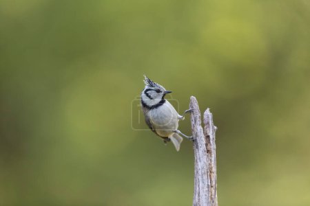 Photo for European crested tit Lophophanes cristatus in close view perched - Royalty Free Image
