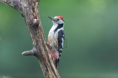 Photo for Middle spotted Woodpecker Dendrocopos medius on dead trunk - Royalty Free Image