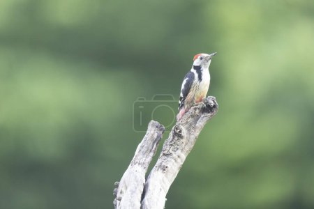 Photo for Middle spotted Woodpecker Dendrocopos medius on dead trunk - Royalty Free Image