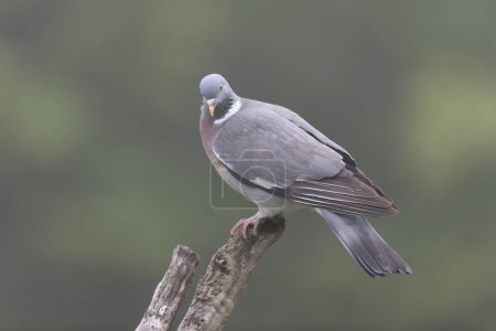 Photo for Wood pigeon Columba palumbus in close view - Royalty Free Image