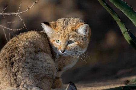 Téléchargez les photos : Sand cat Felis margarita in close view - en image libre de droit