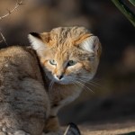 Sand cat Felis margarita in close view
