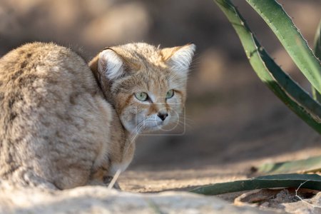 Photo for Sand cat Felis margarita in close view - Royalty Free Image