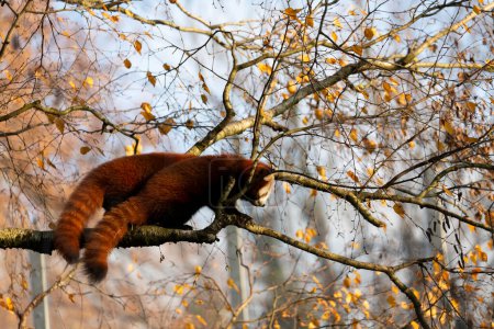Foto de Firefox or red panda or lesser panda Ailurus fulgens in close view - Imagen libre de derechos