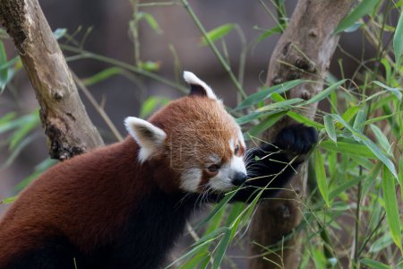 Foto de Firefox or red panda or lesser panda Ailurus fulgens in close view - Imagen libre de derechos