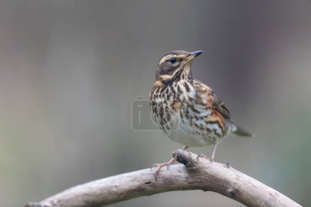 Photo for Redwing Turdus illiacus perched on a branch in close view - Royalty Free Image