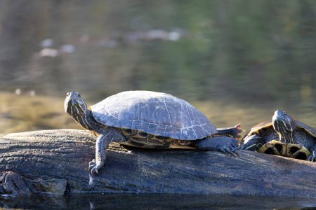Téléchargez les photos : Red-eared slider Trachemys scripta, an introduced problematic turtle in France - en image libre de droit