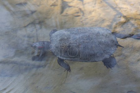Téléchargez les photos : Red-eared slider Trachemys scripta, an introduced problematic turtle in France - en image libre de droit