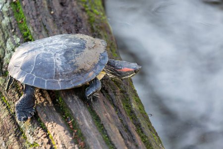 Photo for Red-eared slider Trachemys scripta, an introduced problematic turtle in France - Royalty Free Image
