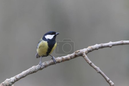 Foto de Great Tit Parus major, a passerine bird, perched - Imagen libre de derechos