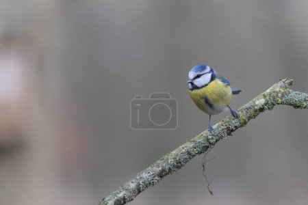 Foto de Blue Tit Cyanistes caeruleus perched on a dead branch - Imagen libre de derechos