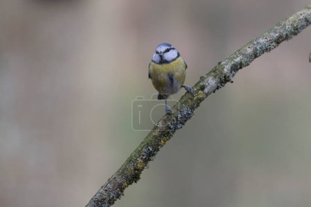 Foto de Blue Tit Cyanistes caeruleus perched on a dead branch - Imagen libre de derechos