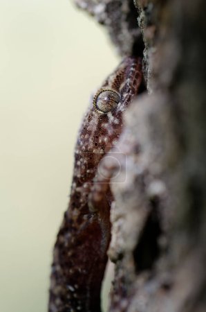 Photo for Close up of the gecko Hemidactylus turcicus in Crete, Greece - Royalty Free Image