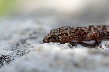 Photo for Close up of the gecko Hemidactylus turcicus in Crete, Greece - Royalty Free Image