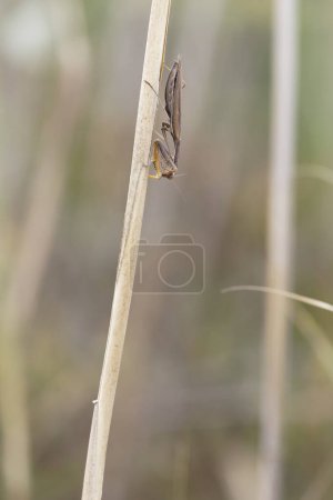 Photo for Praying mantis Mantis religiosa on vegetation - Royalty Free Image