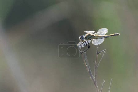 Photo for Red-veined darter Sympetrum fonscolombii in close view from Camargue, Southern France - Royalty Free Image