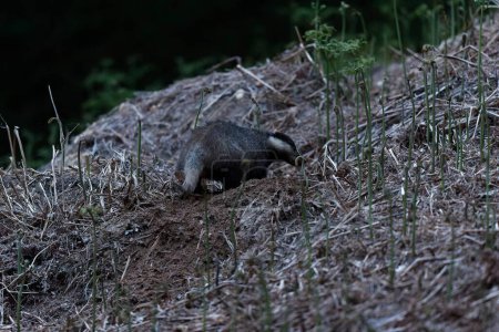 Foto de European badger Meles meles in an underwood - Imagen libre de derechos