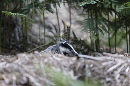 Foto de European badger Meles meles in an underwood - Imagen libre de derechos