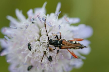 Téléchargez les photos : Longhorn beetle Cerambycidae Stenopterus rufus on flower in central France - en image libre de droit