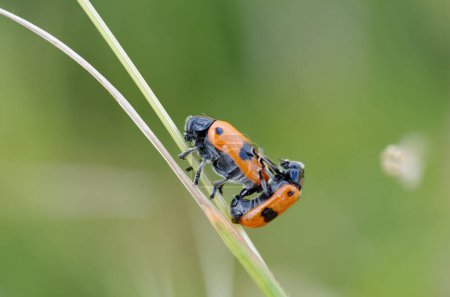 Photo for Ant bag beetle Clytra laeviuscula mating on grass in central France - Royalty Free Image