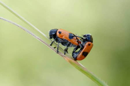 Photo for Ant bag beetle Clytra laeviuscula mating on grass in central France - Royalty Free Image