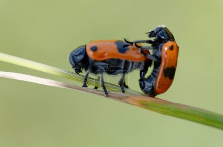 Foto de Ant bag beetle Clytra laeviuscula mating on grass in central France - Imagen libre de derechos