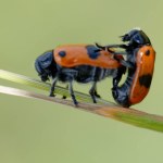 ant bag beetle Clytra laeviuscula mating on grass in central France