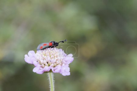 Foto de Moth Zygaena sarpedon foraging on flower in a meadow in central France - Imagen libre de derechos