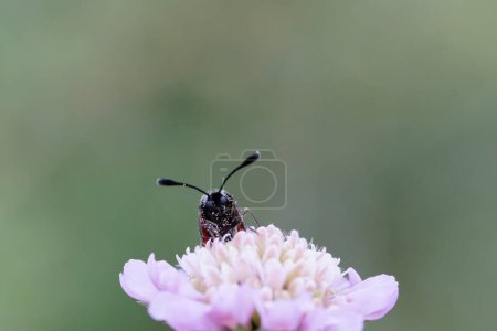 Photo for Moth Zygaena sarpedon foraging on flower in a meadow in central France - Royalty Free Image
