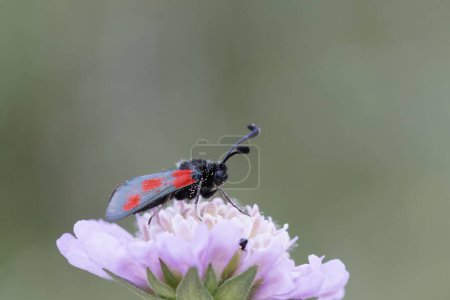 Foto de Moth Zygaena sarpedon foraging on flower in a meadow in central France - Imagen libre de derechos