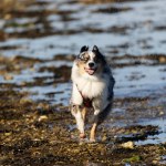 Australian Border Collie running in the sea or in portrait