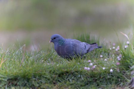 Photo for Columba oenas Stock Dove in close view on ground - Royalty Free Image