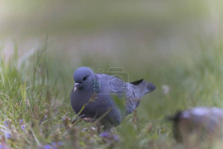 Photo for Columba oenas Stock Dove in close view on ground - Royalty Free Image