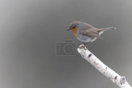 Photo for Robin Erithacus rubecula perching on branch - Royalty Free Image