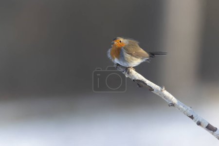 Photo for Robin Erithacus rubecula perching on branch - Royalty Free Image
