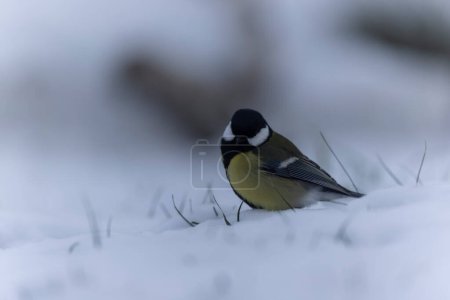 Foto de Great Tit Parus major, a passerine bird, perched on a cold winter morning - Imagen libre de derechos