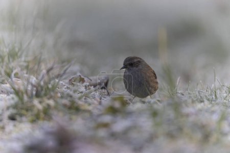 Photo for Dunnock Prunella modularis in close view in a cold winter morning - Royalty Free Image