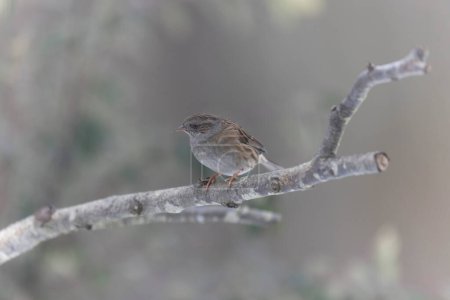 Photo for Dunnock Prunella modularis in close view in a cold winter morning - Royalty Free Image