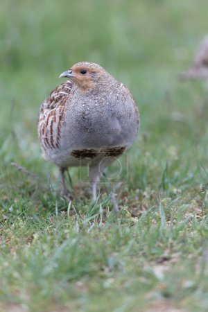 Foto de Grey Patridge Perdix perdix in close view - Imagen libre de derechos