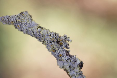 Foto de Lichen Xanthoria parietina en estrecha vista en rama muerta - Imagen libre de derechos