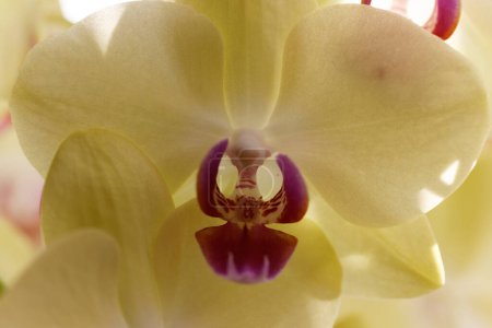 Foto de Flor de Phalaenopsis de la orquídea en vista cercana - Imagen libre de derechos